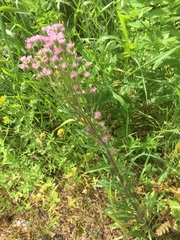 Erigeron caucasicus venustus