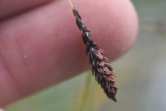 Carex spectabilis