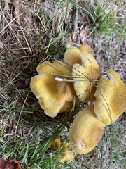 Physalacriaceae