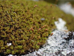 Hymenoloma crispulum