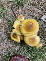 Physalacriaceae