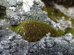 Hymenoloma crispulum