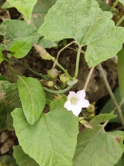 Convolvulus crenatifolius