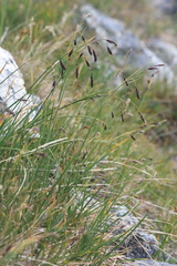Carex spectabilis