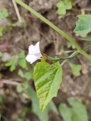 Convolvulus crenatifolius