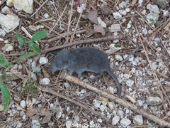 Crocidura suaveolens