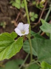 Convolvulus crenatifolius
