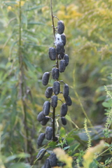 Baptisia