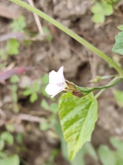 Convolvulus crenatifolius