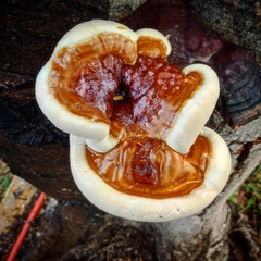 Ganoderma