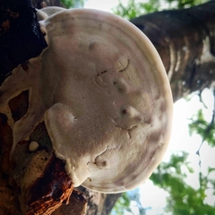Ganoderma