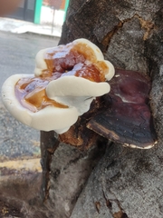 Ganoderma