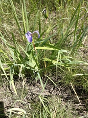 Iris setosa