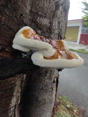 Ganoderma