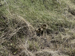 Crotalus molossus molossus