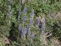 Lupinus sericeus