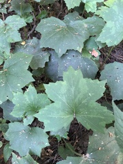 Hydrophyllum appendiculatum