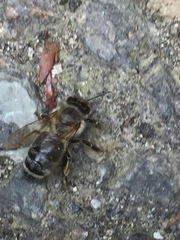 Apis mellifera