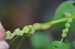 Neolasioptera boehmeriae