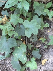 Hydrophyllum appendiculatum