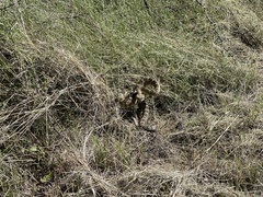 Crotalus molossus molossus