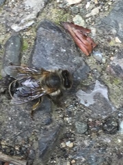 Apis mellifera
