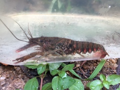 Procambarus pubescens