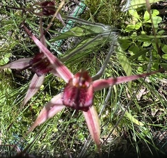 Caladenia robinsonii