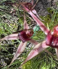 Caladenia robinsonii