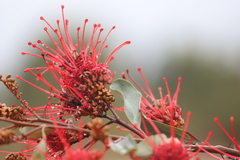 Grevillea decora decora