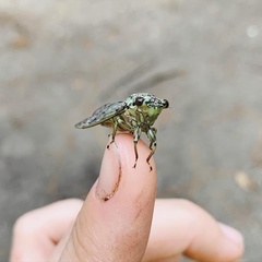 Neocicada hieroglyphica