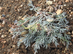 Artemisia borealis