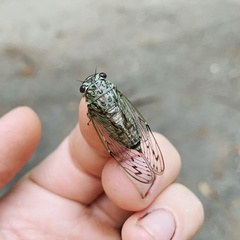 Neocicada hieroglyphica