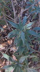 Echium candicans