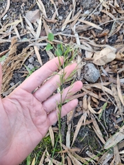 Bromus