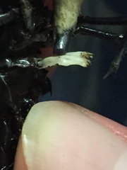 Procambarus pubescens