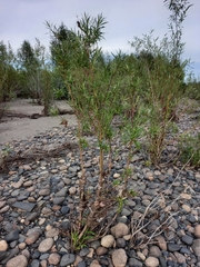 Salix udensis