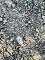 Dasymutilla gloriosa