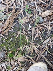 Bromus