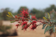 Grevillea decora decora