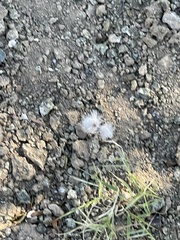 Dasymutilla gloriosa