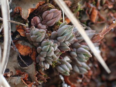 Sedum lanceolatum