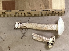 Leccinellum albellum