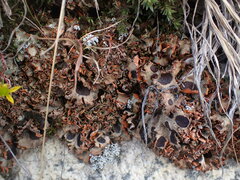 Solorina crocea