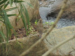 Turdus libonyana peripheris