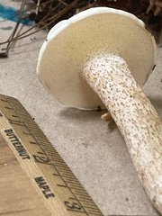 Leccinellum albellum