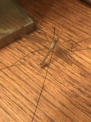 Tipula