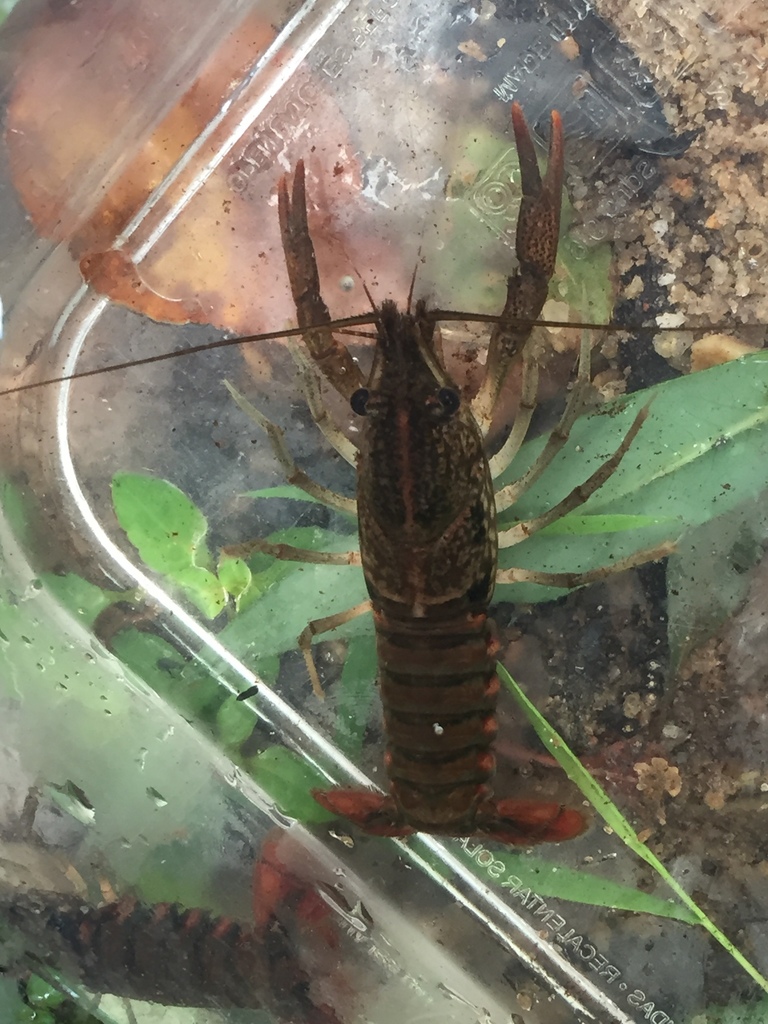 Brushnose Crayfish (Crayfishes of Georgia) · iNaturalist