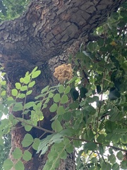 Laetiporus gilbertsonii