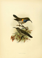 Seychelles Sunbird photo 4